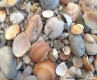 Κοχύλια και πέτρες στη θάλασσα